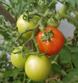 rote gruene tomaten am strauch