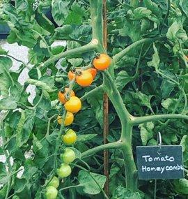 tomaten gruen gelb am strauch