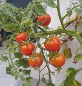 tomaten rot am strauch