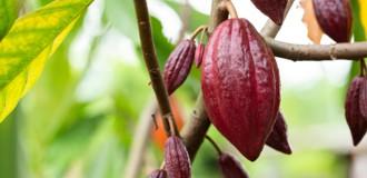 kakaopflanze