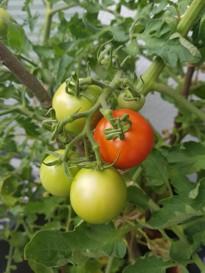 tomaten in der reife