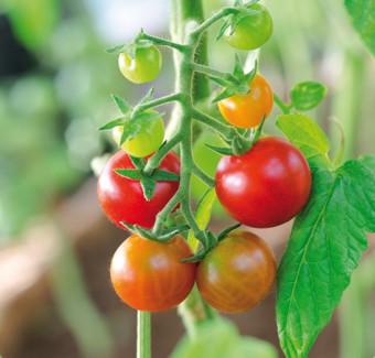 tomaten gruen und ausgereift
