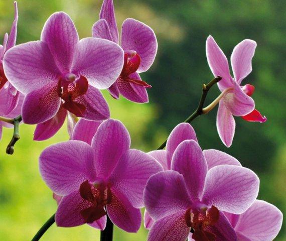 orchideen big