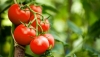 Tomatenanbau und Pflege