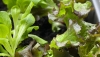 Anbau von Salat in deinem Garten